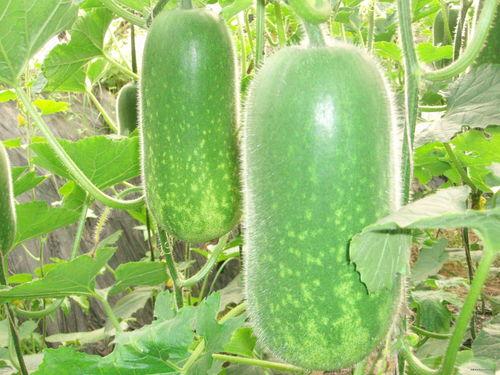 网红热瓜 热门大瓜每日必吃,每日必吃热门大瓜盘点