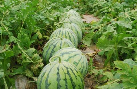 网红热瓜 热门大瓜每日必吃,每日必吃热门大瓜盘点