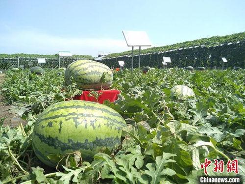 热门大瓜每日必吃大瓜合集 网红吃瓜黑料曝光网 网络大瓜,热门大瓜每日必吃，吃瓜黑料曝光网络大瓜盘点